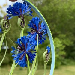 Instruktion Quilling Kornblomst