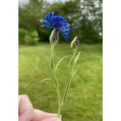 Instruktion Quilling Kornblomst