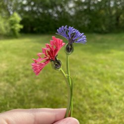 Instruktion Quilling Kornblomst