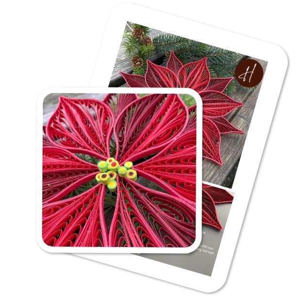 Ide-side Julestjerne-blomst (ikke instruktion)