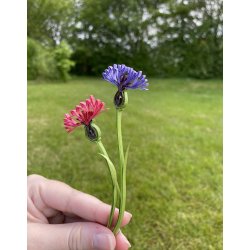 Instruktion Quilling Kornblomst